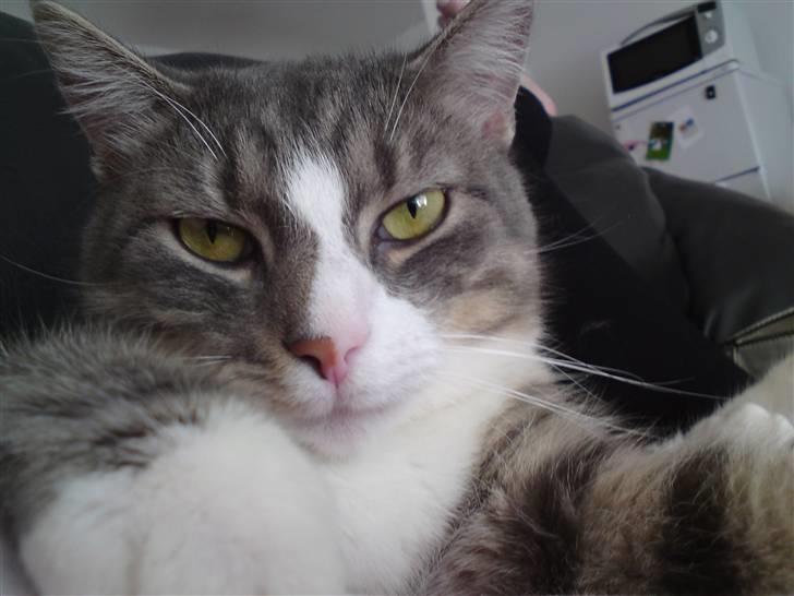 Huskat Manse billede 1