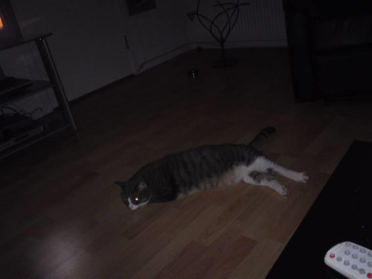 Huskat Manse billede 2