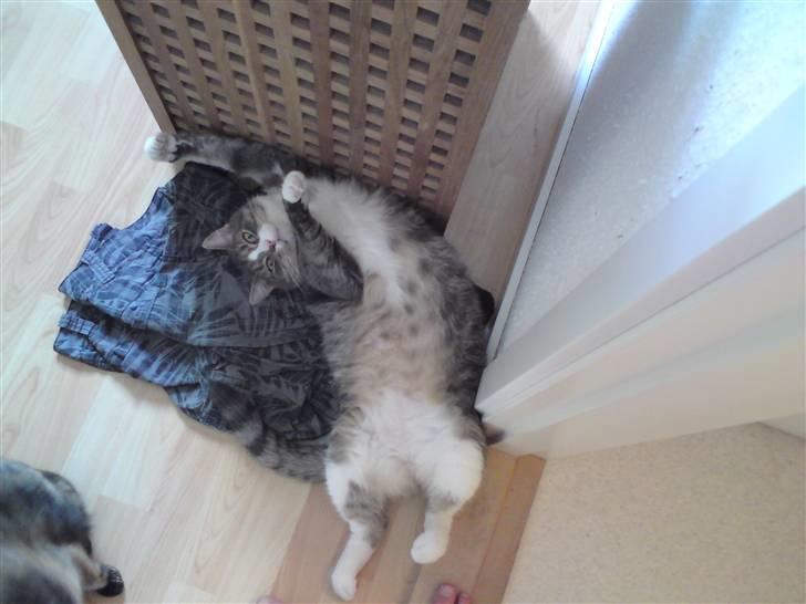 Huskat Manse billede 3