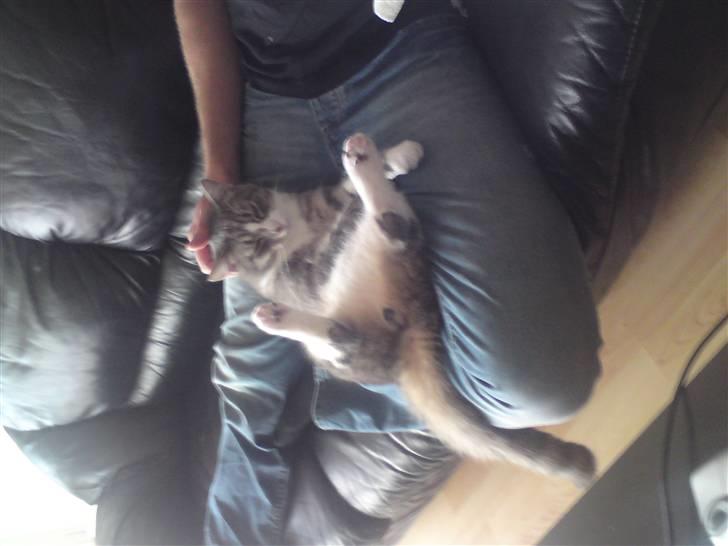 Huskat Manse billede 4