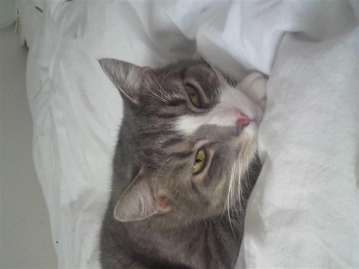 Huskat Manse billede 5