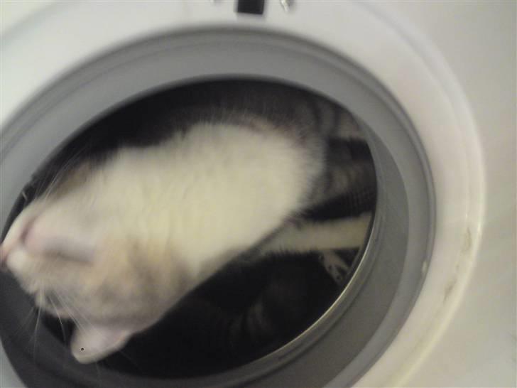 Huskat Manse billede 6