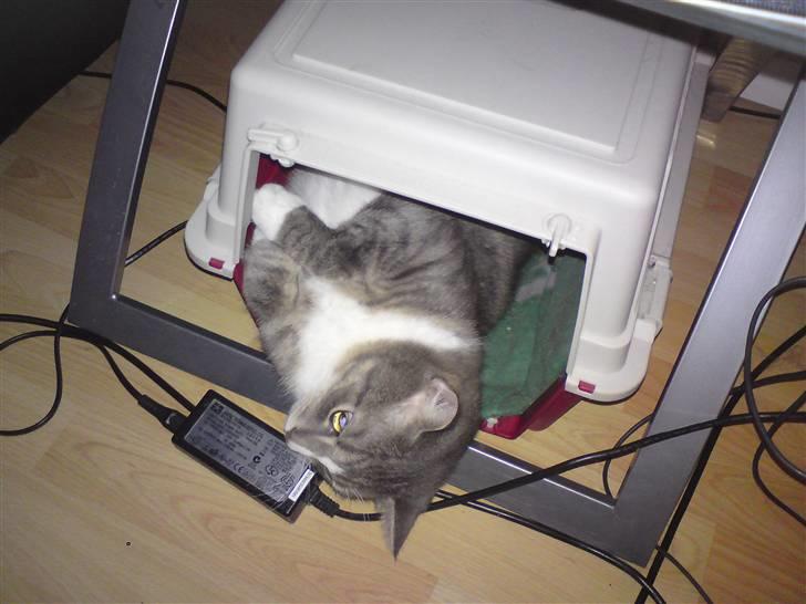 Huskat Manse billede 7