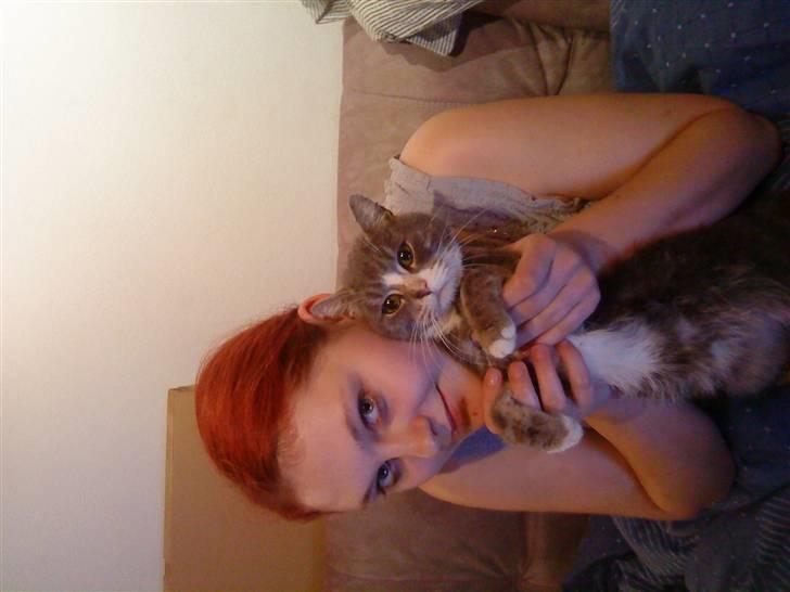 Blanding af racer sille (sillemis)(flyttet) billede 1