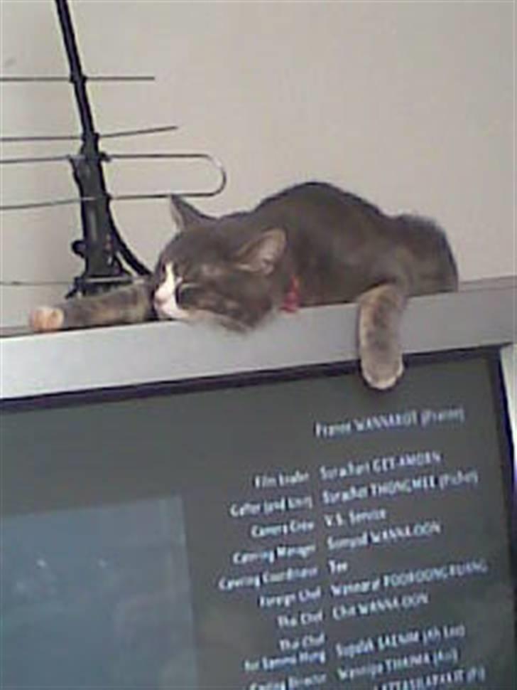 Blanding af racer sille (sillemis)(flyttet) billede 2