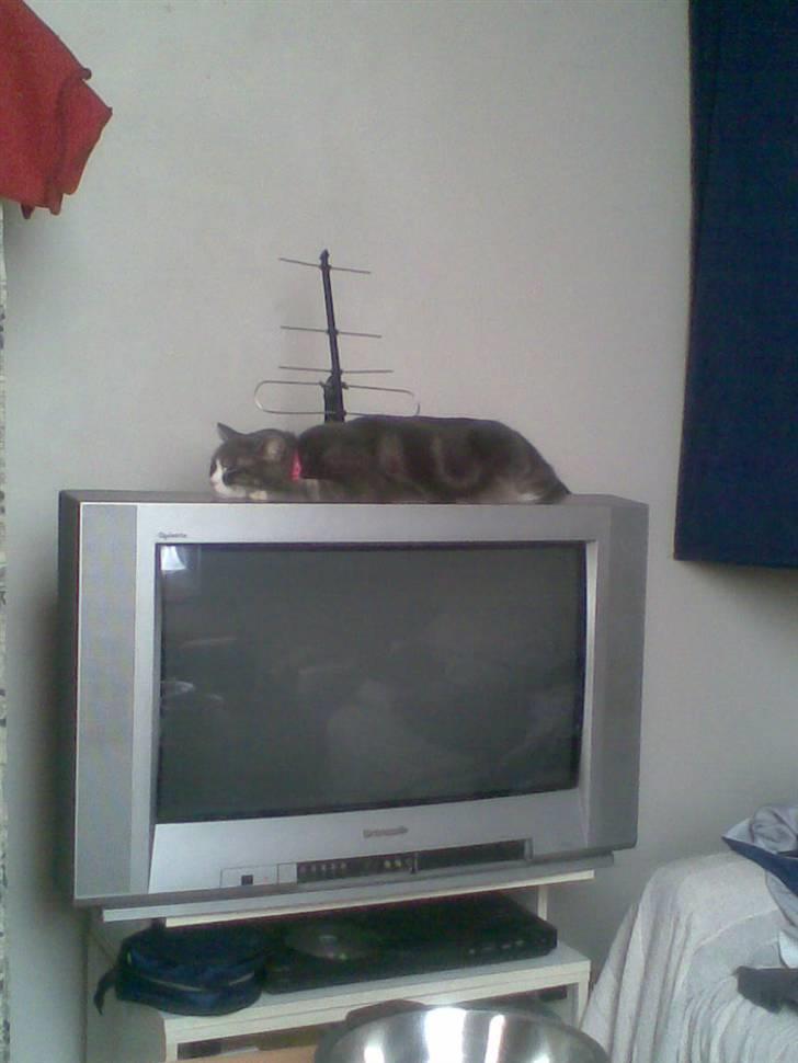 Blanding af racer sille (sillemis)(flyttet) billede 3