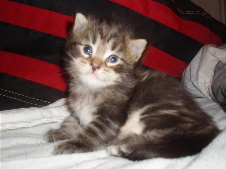 Maine Coon Aslan - Knap tre uger gammel billede 12