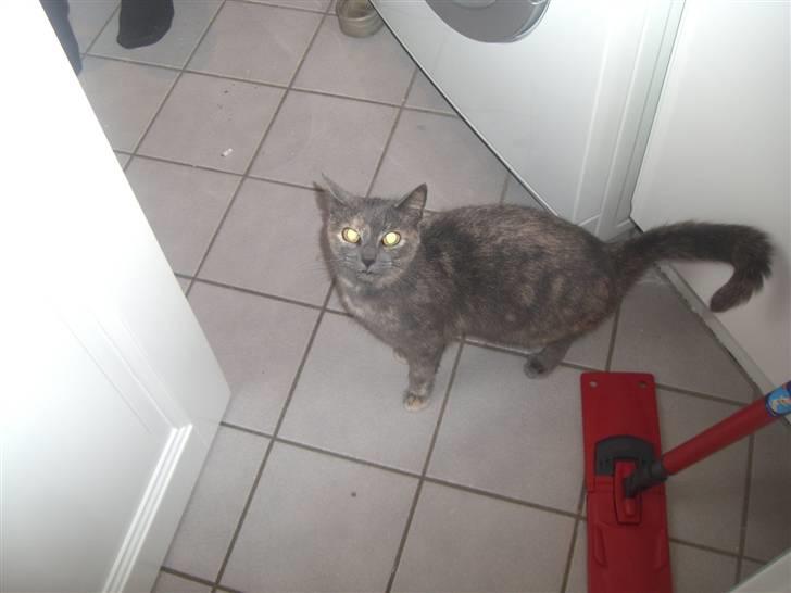 Blanding af racer mis - hold da op en farlig missetat billede 8