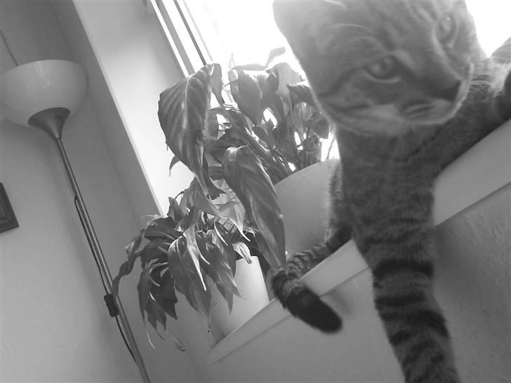 Huskat Mis R:I:P - Det er også træls når man bliver vækket for at få taget et billede. :) billede 1