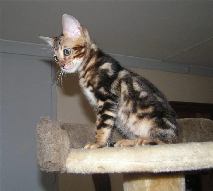 Bengal Zodiac Midnight Gold billede 18