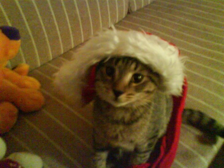 Huskat Mis R:I:P - Taget i december 2007, som jeg fik ham i november :) billede 2