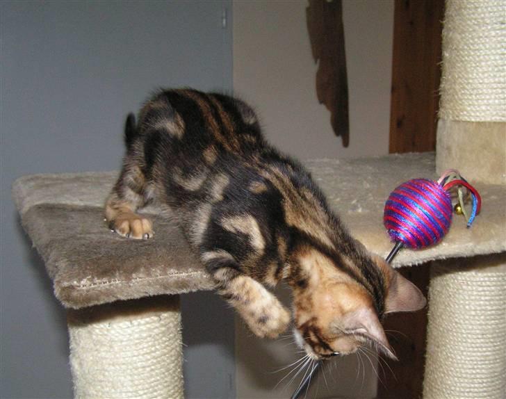 Bengal Zodiac Midnight Gold billede 19