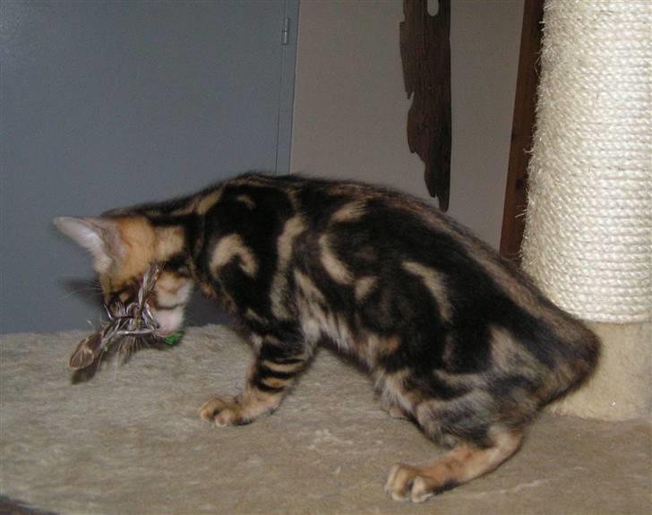 Bengal Zodiac Midnight Gold billede 20