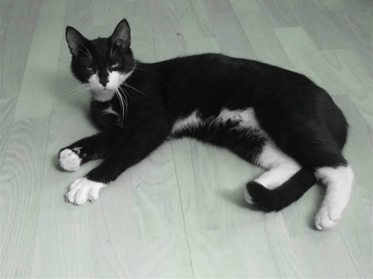 Blanding af racer Mathilde billede 1