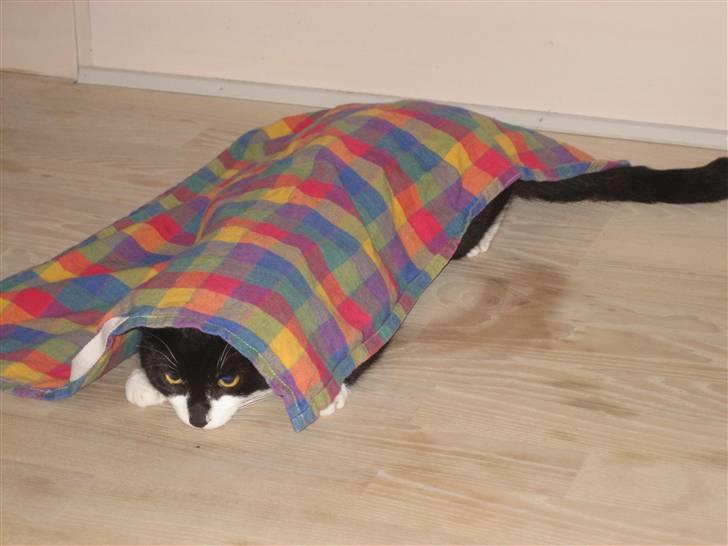 Blanding af racer Mathilde billede 3