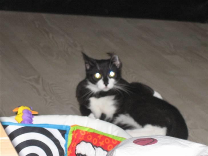 Blanding af racer Mathilde billede 4