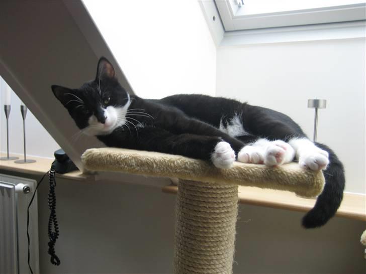 Blanding af racer Mathilde billede 6