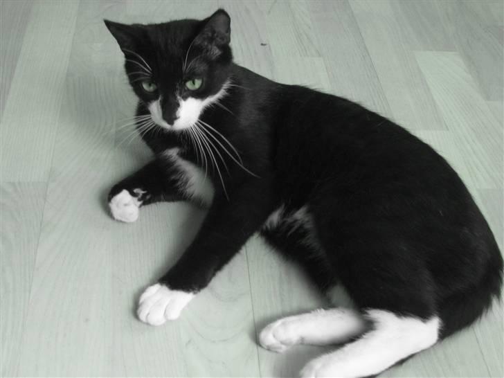 Blanding af racer Mathilde billede 7