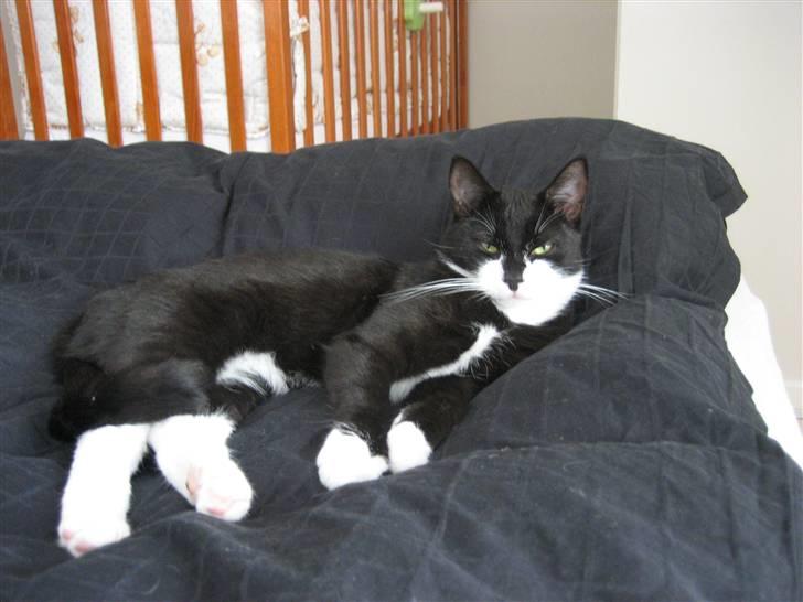 Blanding af racer Mathilde billede 8