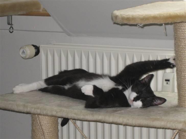 Blanding af racer Mathilde billede 9