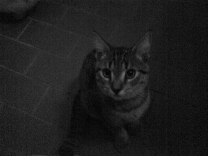 Huskat Mis R:I:P - Da han var lille. billede 3