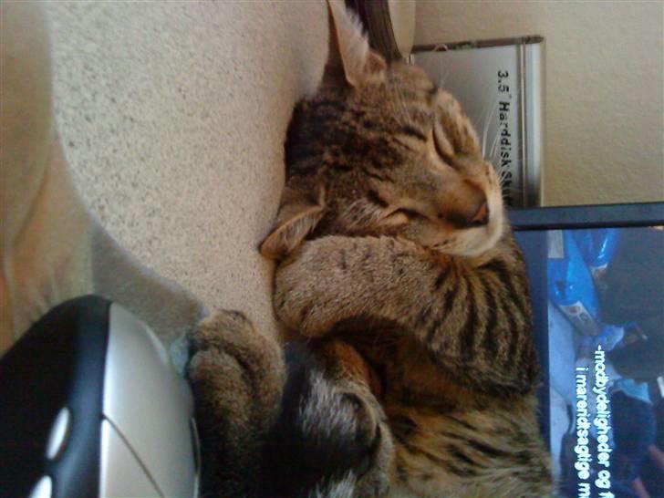 Huskat Mis R:I:P - Det kan jo godt være trættende at sku se en film ;p billede 4