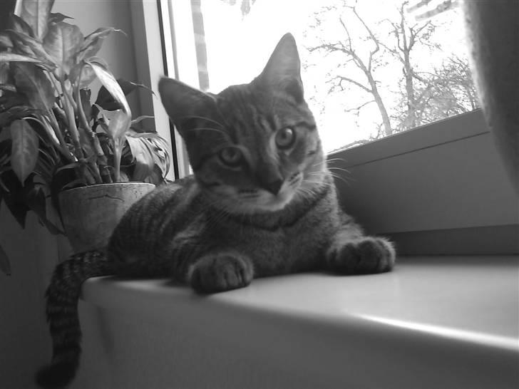 Huskat Mis R:I:P - Holder vagt  billede 5