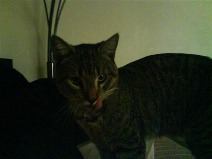 Huskat Mis R:I:P - Efter en god tår kakao :D billede 7