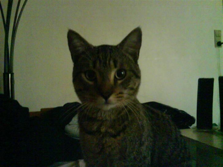 Huskat Mis R:I:P - hmm ;p billede 8