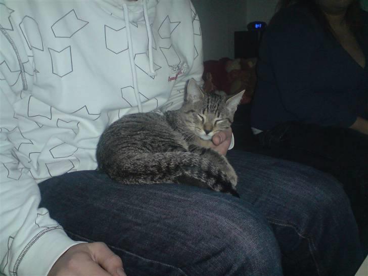 Huskat Mis R:I:P billede 10