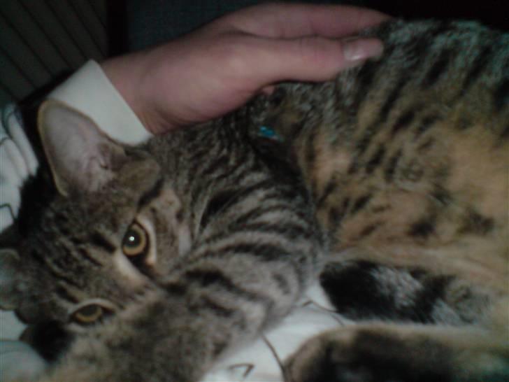 Huskat Mis R:I:P billede 11