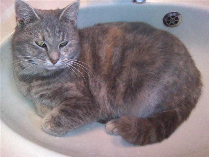 Blanding af racer Baby - Baby blev træt af at sidde i håndvasken, så hun lagde sig ned:P billede 20