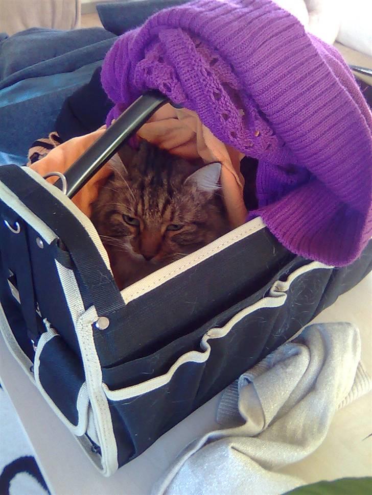 Blanding af racer King billede 11