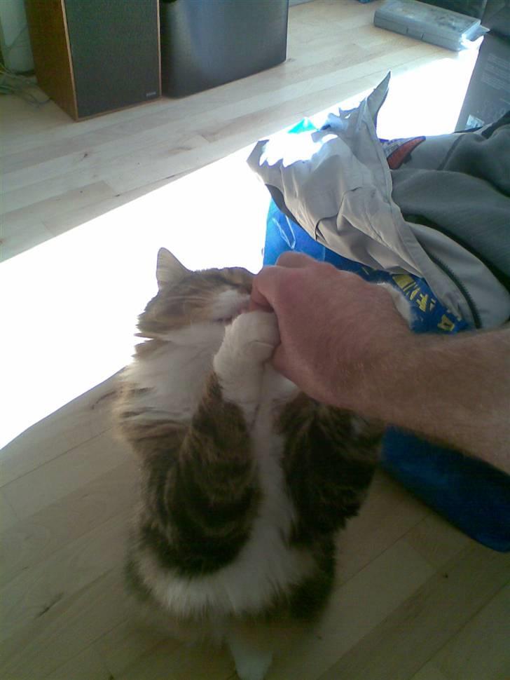 Blanding af racer King billede 12