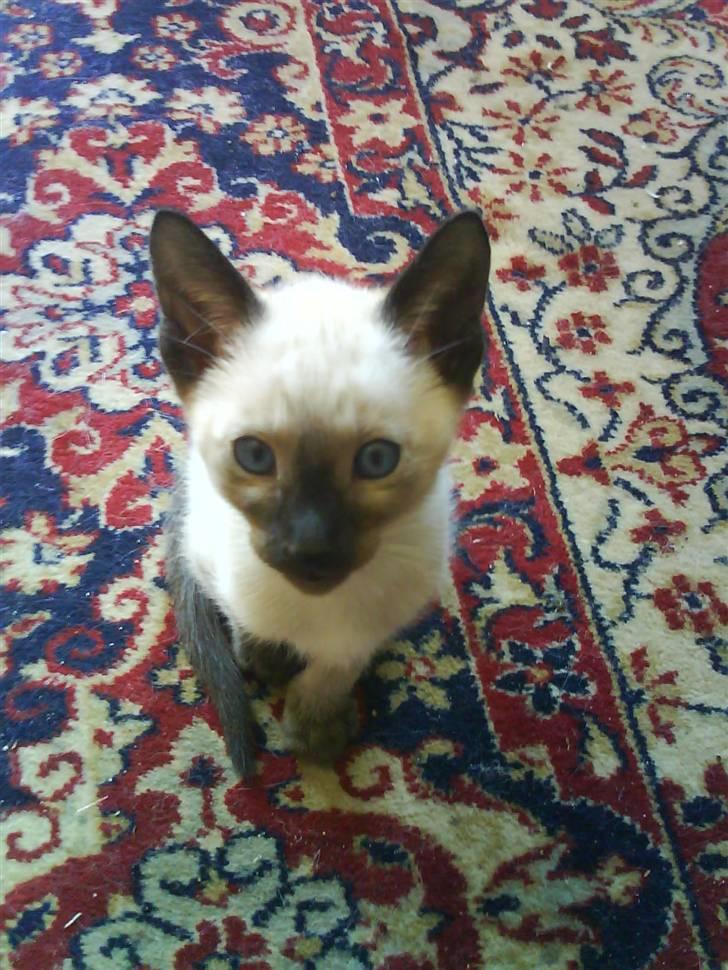 Siameser Macho Mogens - Macho Mogens som lille billede 1