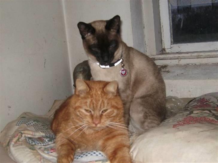 Siameser Macho Mogens - Macho Mogens med sin ven Sofus billede 2