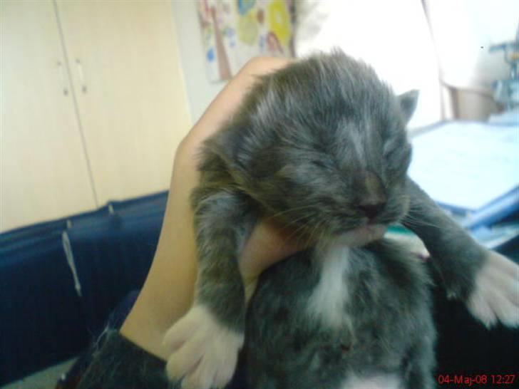 Norsk Skovkat Rytterparkens Blue Boy - Mandfred 3 dage gammel <3 billede 1