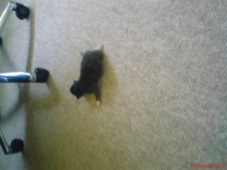 Norsk Skovkat Rytterparkens Blue Boy - Første gang udenfor ´´kravlegården´´  billede 2