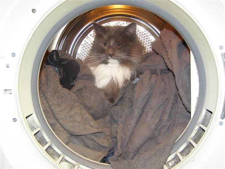 Norsk Skovkat Rytterparkens Blue Boy - Mandfred er den med mest blå <3 billede 3