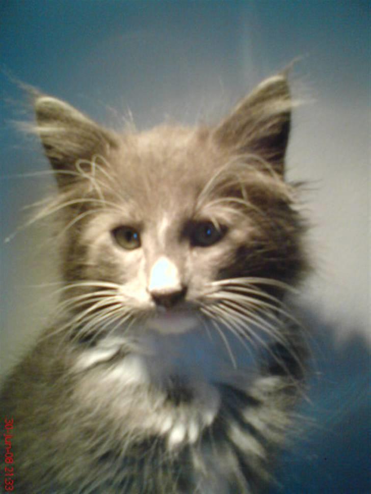 Norsk Skovkat Rytterparkens Blue Boy - 4-5 uger gammel billede 5