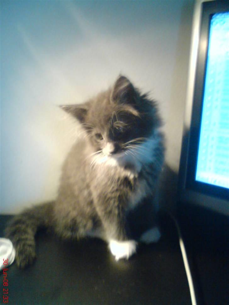 Norsk Skovkat Rytterparkens Blue Boy - 4-5 uger gamme <3 billede 6