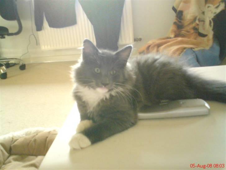 Norsk Skovkat Rytterparkens Blue Boy - Mandfred som killing ungdyr xD billede 7