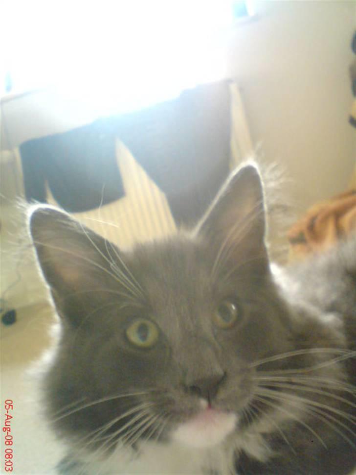 Norsk Skovkat Rytterparkens Blue Boy - Gud, hvor er han smuk! billede 8