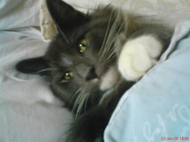 Norsk Skovkat Rytterparkens Blue Boy - Mandfred som ungdyr, ligger og putter i min seng billede 9