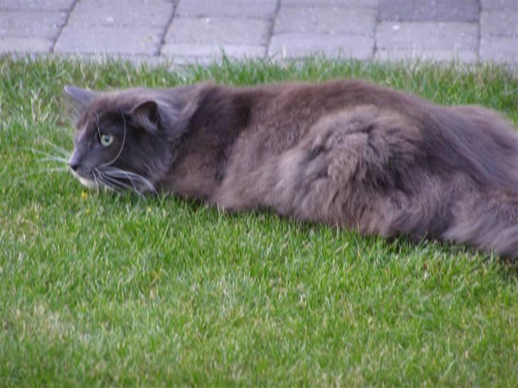 Norsk Skovkat Rytterparkens Blue Boy - Som 2 årig og på jagt.. billede 10