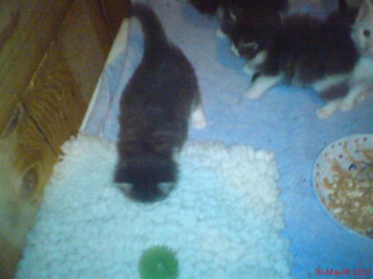 Norsk Skovkat Rytterparkens Blue Boy - Som baby. billede 11