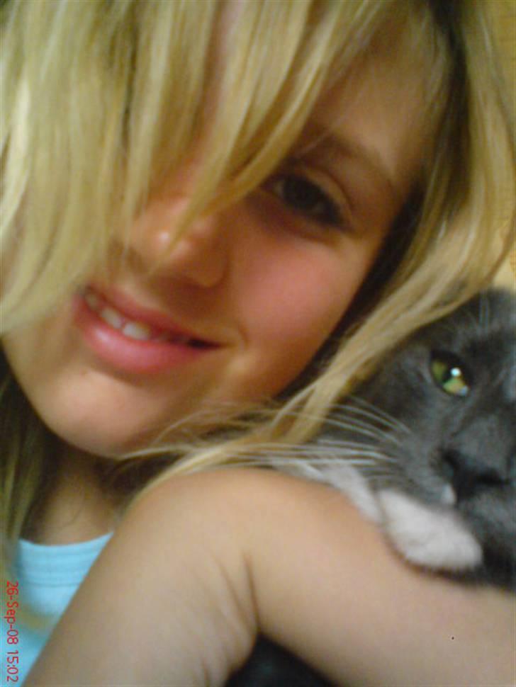 Norsk Skovkat Rytterparkens Blue Boy - Mig og Mandfred billede 12