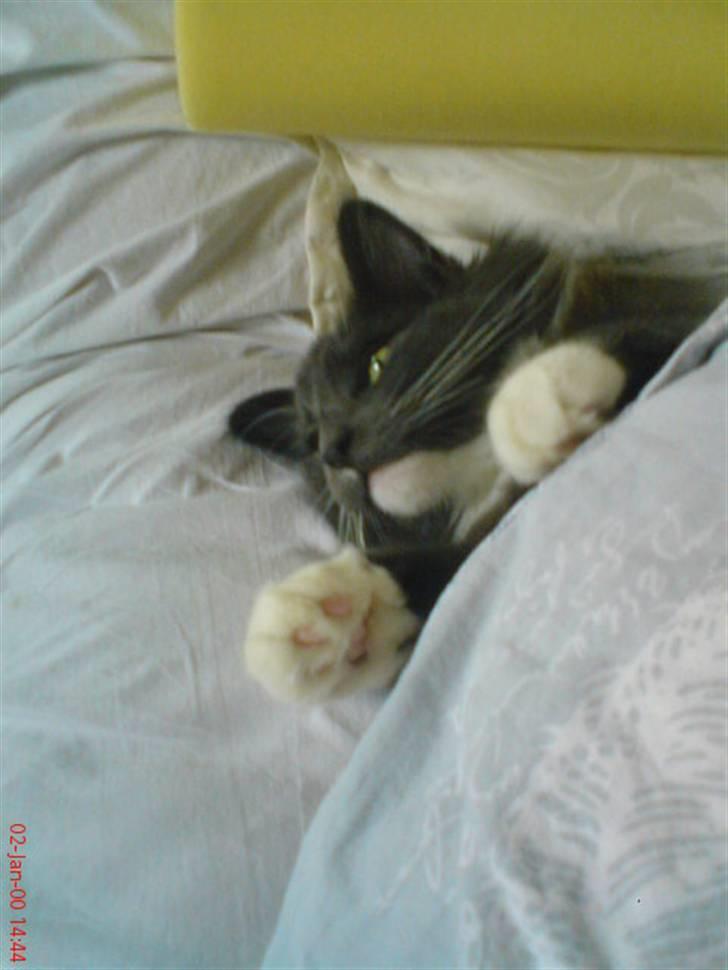 Norsk Skovkat Rytterparkens Blue Boy - Moaaar?? LAD MIG DOG VÆRE, jeg sover faktisk xD billede 13