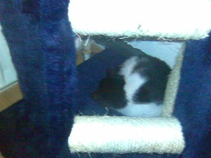 Blanding af racer Gipsy billede 2