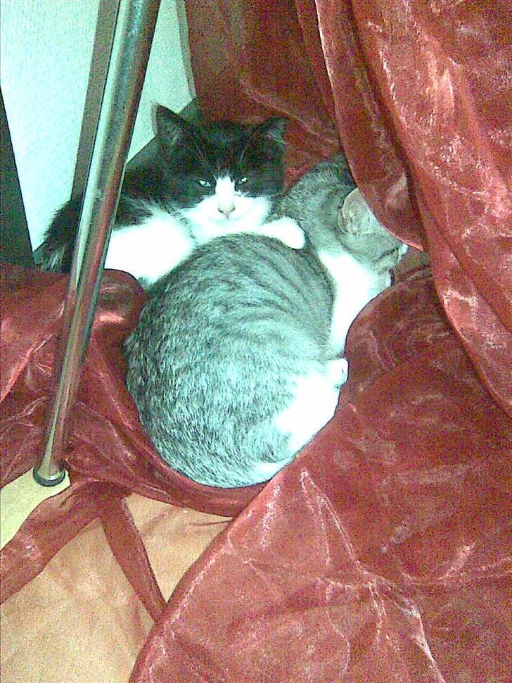 Blanding af racer Gipsy billede 3